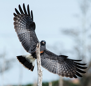 Snail Kite landing on a branch